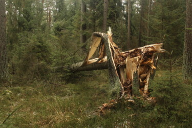 Fotografia intitulada "Natural selection" por Marek Nape, Obras de arte originais, Fotografia Não Manipulada