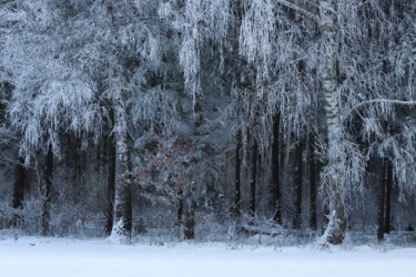"Winter in the forest" başlıklı Fotoğraf Marek Nape tarafından, Orijinal sanat, Fotoşopsuz fotoğraf