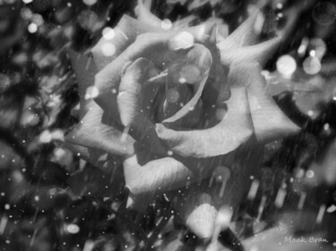 Fotografía titulada "Dark Rose" por Maak Bran, Obra de arte original, Fotografía digital