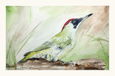 Pintura intitulada "Polish birds - Picu…" por Maciej Kłosowski, Obras de arte originais, Aquarela