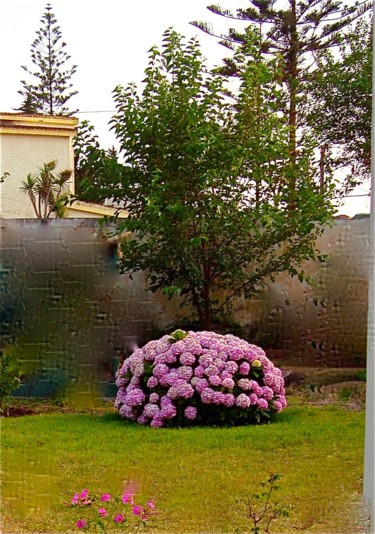 Photographie intitulée "massif d'hortensias" par Maclade, Œuvre d'art originale