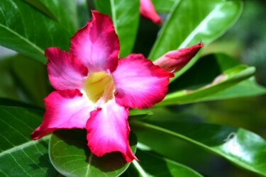 Фотография под названием "Fleur jardin secret" - Mariska Ma Veepilaikaliyamma, Подлинное произведение искусства