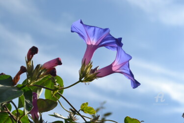 Фотография под названием "Flowering plant" - Mariska Ma Veepilaikaliyamma, Подлинное произведение искусства
