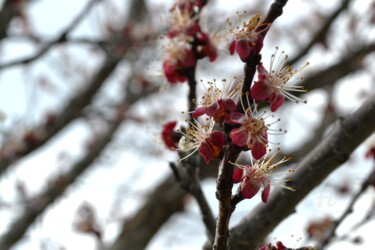 Photographie intitulée "Beauté du printemps…" par Mariska Ma Veepilaikaliyamma, Œuvre d'art originale, Photographie numérique