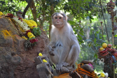 Фотография под названием "Monkey Mother and S…" - Mariska Ma Veepilaikaliyamma, Подлинное произведение искусства
