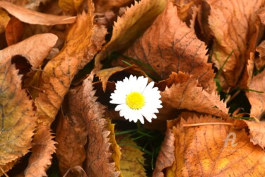 Photographie intitulée "Fleur de l’automne…" par Mariska Ma Veepilaikaliyamma, Œuvre d'art originale