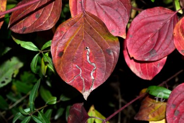 Photography titled "Autumn Leaves - Feu…" by Mariska Ma Veepilaikaliyamma, Original Artwork