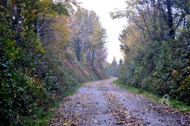 Photography titled "Autumn Way - Chemin…" by Mariska Ma Veepilaikaliyamma, Original Artwork