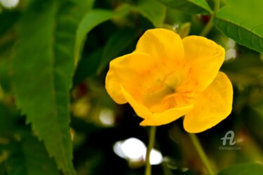 Photography titled "Sarakonrai Flower -…" by Mariska Ma Veepilaikaliyamma, Original Artwork