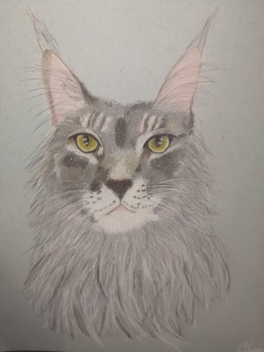 Drawing titled "Main coon" by Maeva Combe, Original Artwork, Pastel
