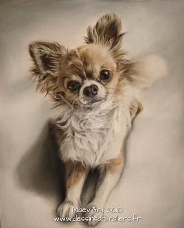 Peinture intitulée "Chihuahua aux paste…" par Maev'Art, Œuvre d'art originale, Pastel