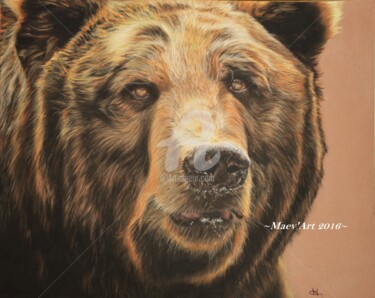 Peinture intitulée "Grizzly" par Maev'Art, Œuvre d'art originale, Pastel