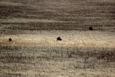 Photographie intitulée "Buffaloes" par Magali Asselin, Œuvre d'art originale, Photographie numérique