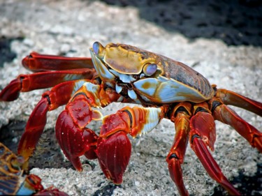 Photographie intitulée "Crabe des Galapagos" par Balaya, Œuvre d'art originale, Photographie non manipulée