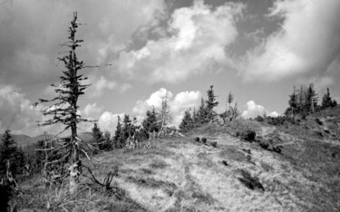 Fotografia zatytułowany „tree on the hill” autorstwa Magda Durda, Oryginalna praca, Fotografia nie manipulowana