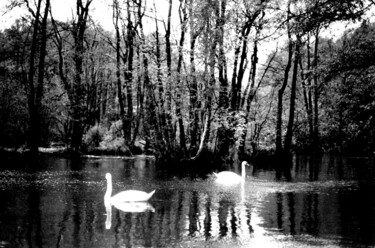 Photography titled "swan dance" by Magda Durda, Original Artwork, Non Manipulated Photography