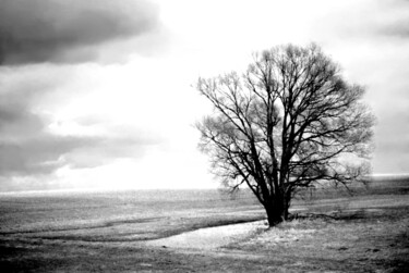 Fotografía titulada "tree in the fog" por Magda Durda, Obra de arte original, Fotografía no manipulada