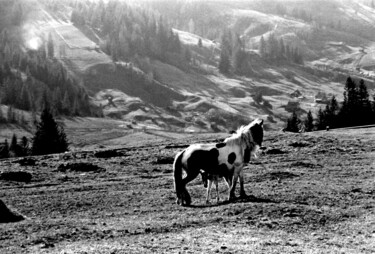 Fotografia intitolato "horses in the misty…" da Magda Durda, Opera d'arte originale, Fotografia non manipolata