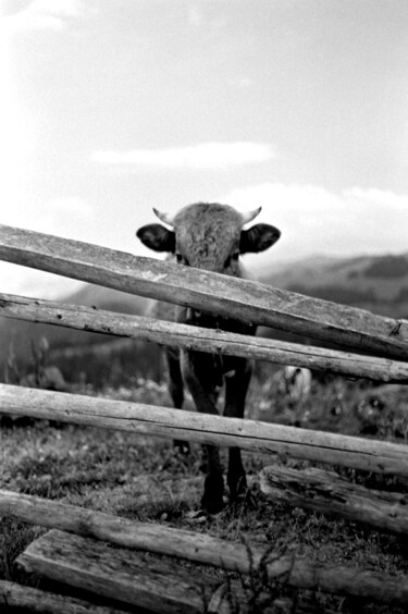 Fotografia intitolato "corious cow" da Magda Durda, Opera d'arte originale, Fotografia non manipolata