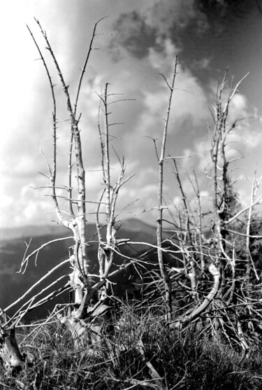Photographie intitulée "tree - composition" par Magda Durda, Œuvre d'art originale, Photographie non manipulée