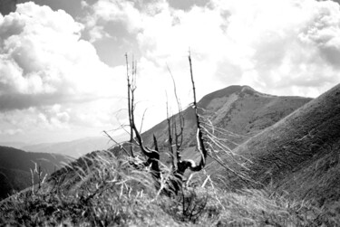 Photographie intitulée "tree like a sculptu…" par Magda Durda, Œuvre d'art originale, Photographie non manipulée