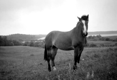 Photography titled "horse gaze" by Magda Durda, Original Artwork, Non Manipulated Photography