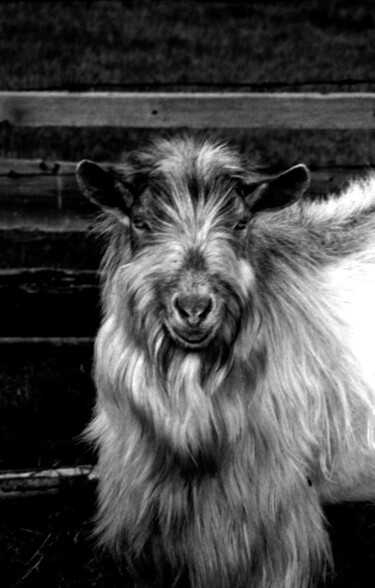Fotografie getiteld "portrait of a goat" door Magda Durda, Origineel Kunstwerk, Niet gemanipuleerde fotografie