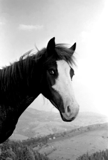 Photographie intitulée "portait of a horse" par Magda Durda, Œuvre d'art originale, Photographie non manipulée