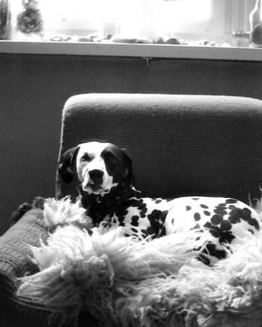 Fotografia zatytułowany „lady dog” autorstwa Magda Durda, Oryginalna praca, Fotografia nie manipulowana