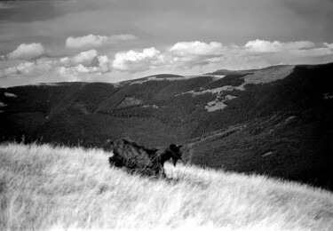 Photography titled "landscape with goat" by Magda Durda, Original Artwork, Non Manipulated Photography