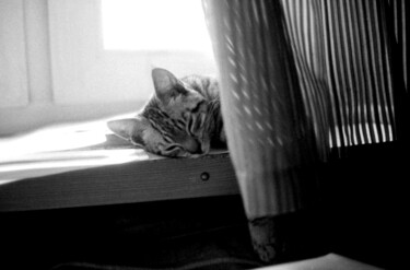 Fotografie mit dem Titel "sleeping cat" von Magda Durda, Original-Kunstwerk, Nicht bearbeitete Fotografie