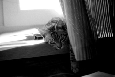 Фотография под названием "cat. awakening" - Magda Durda, Подлинное произведение искусства, Не манипулируемая фотография
