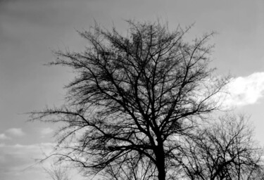 Fotografie getiteld "tree against the sky" door Magda Durda, Origineel Kunstwerk, Niet gemanipuleerde fotografie