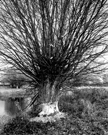 Photographie intitulée "work of beavers" par Magda Durda, Œuvre d'art originale, Photographie non manipulée