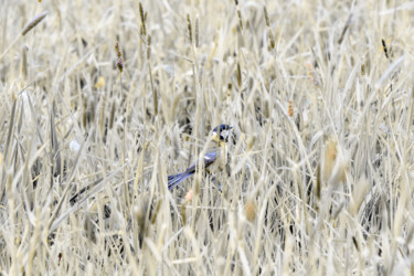 Fotografia zatytułowany „Bird in the Reed” autorstwa Magdalena Mienko, Oryginalna praca, Fotografia cyfrowa