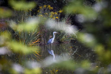 Photographie intitulée "Gray heron" par Magdalena Mienko, Œuvre d'art originale, Photographie numérique