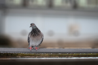 Photography titled "Dove" by Magdalena Mienko, Original Artwork, Digital Photography Mounted on Wood Panel