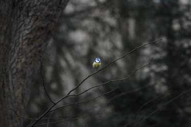 Photography titled "Common blue tit" by Magdalena Mienko, Original Artwork, Digital Photography