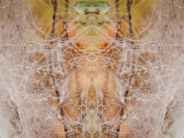 Photography titled "Spider" by Magdalena Mienko, Original Artwork, Manipulated Photography