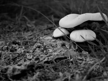 Fotografie getiteld "Magic Mushroom" door Magic Glance, Origineel Kunstwerk, Digitale fotografie