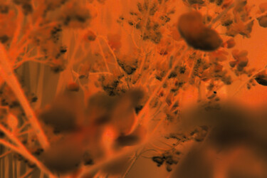 Photographie intitulée "Fleur d'ambre" par Magic Glance, Œuvre d'art originale, Photographie numérique