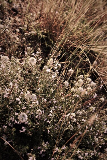 Photographie intitulée "Sweet pompon" par Magic Glance, Œuvre d'art originale, Photographie numérique