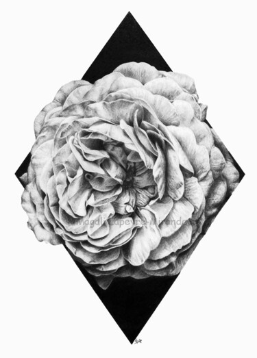 Dessin intitulée "Rose" par Magali Lapeyre-Mirande, Œuvre d'art originale, Crayon