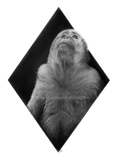 Рисунок под названием "Macaque" - Magali Lapeyre-Mirande, Подлинное произведение искусства, Карандаш