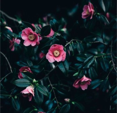 Photography titled "Flowers" by Maka Magnolia, Original Artwork, Digital Photography