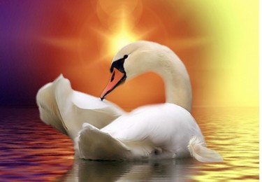 Photography titled "Swan" by Maka Magnolia, Original Artwork, Digital Photography
