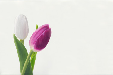 Painting titled "Tulips" by Rita Magos, Original Artwork, Oil