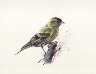 Drawing titled "Eurasian Siskin (Ba…" by Daria Maier, Original Artwork, Ballpoint pen