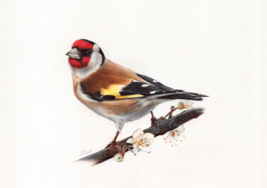 Drawing titled "European Goldfinch" by Daria Maier, Original Artwork, Ballpoint pen