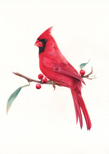 Drawing titled "Northern Cardinal…" by Daria Maier, Original Artwork, Ballpoint pen